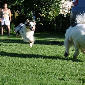 ..für den Hilfe - Hunde unscharf - was soll ich anders machen Thread...