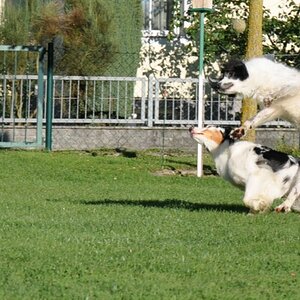 ..für den Hilfe - Hunde unscharf - was soll ich anders machen Thread...