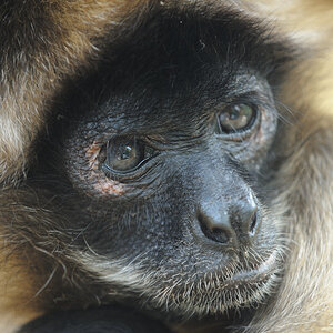 Geoffroy-Klammeraffe
Zoo Karlsruhe