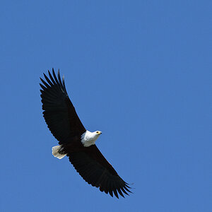 DSC2789 NFF