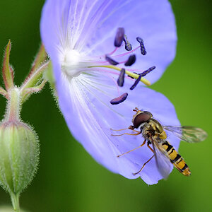 Schwebfliege 2
