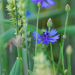 Kornblumenblau