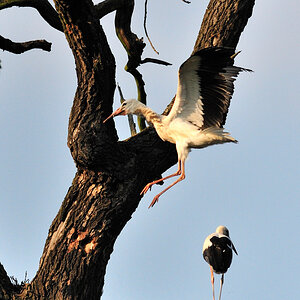 storch III