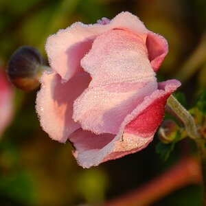 Blüte in der Morgensonne mit Tau