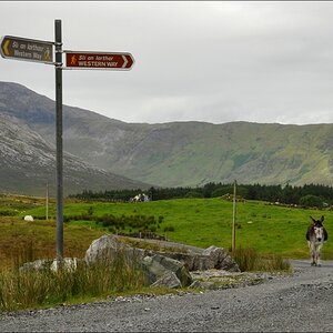 comp Irland2 207b