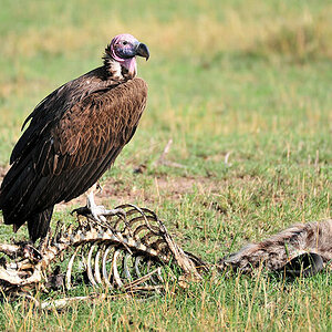 Ohrengeier (Lappet.faced Vulture) auf Gnu
0650