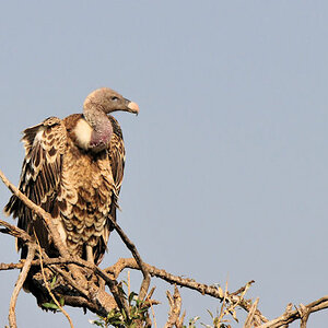Sperbergeier (Rüppell's Griffon Vulture)
2403