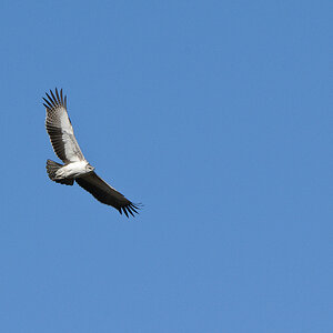 DSC2894 NFF