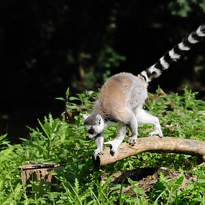 Katta (Maki)
Tierpark Berlin Friedrichsfelde
