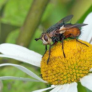 Eine Fliege.