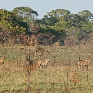DSC2978 NFF