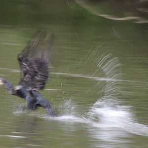Startender Kormoran