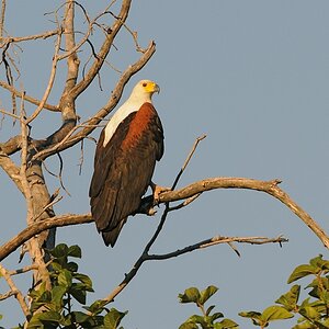 DSC 1468