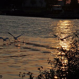 Ruhrwiesen 20110819 122 k