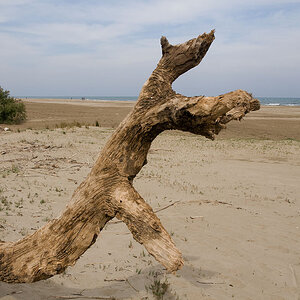 Holz   02