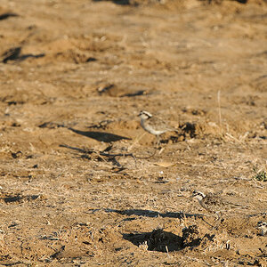DSC3618 NFF