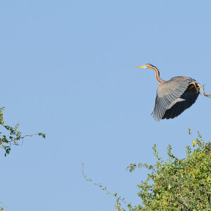 DSC3322 NFF