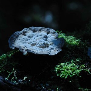 Pilz im Morgenlicht