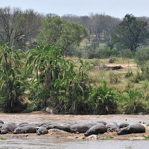 Flußpferde sonnen sich auf einer Insel im Mara-River
Serengeti
0779