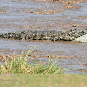 Krokodil im Mara River, Serengeti
0755