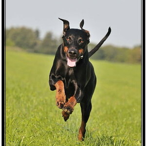 110 9628 114752