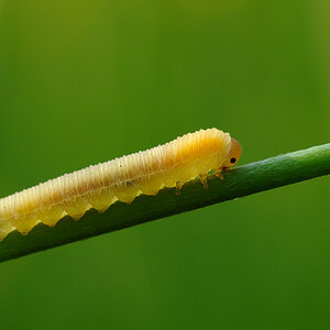 Raupe
