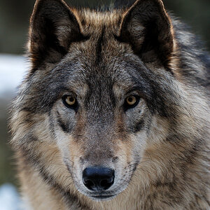 Wolf
