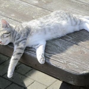 Miezekatze