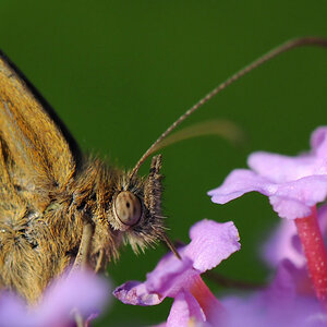 Sommerflieder 2