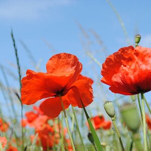 DSC Mohn