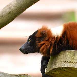 Affe