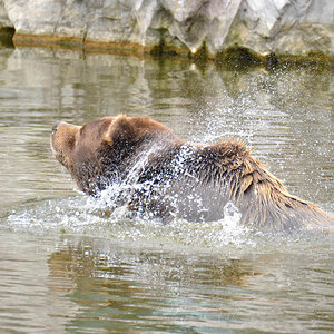 Kodiakbär