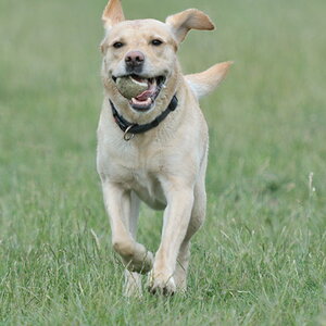 Hundi 2