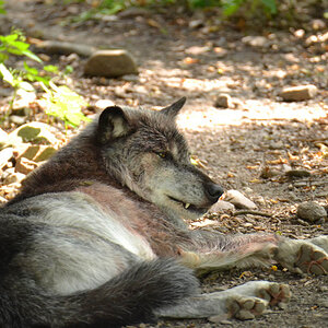 Wolf