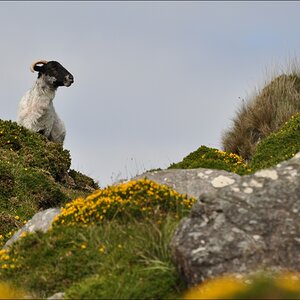 comp Irland2 355b