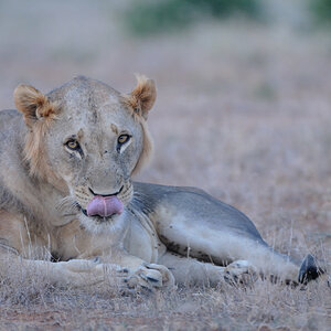 Kenia 2011 SPE 2412 900 NFF