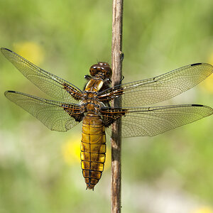 Plattbauchlibelle (w)