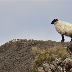 comp Irland2 346b