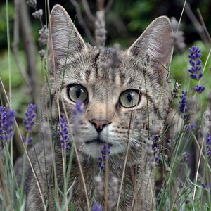 Katze