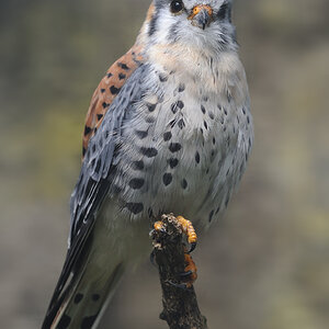 Buntfalke - Zoo Berlin