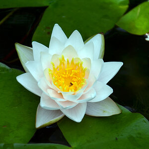 Seerose 4