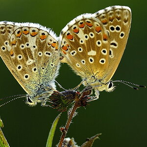 30084