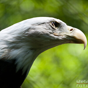 Weißkopf-Seeadler

Tiergarten Nürnberg