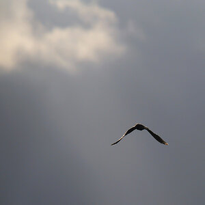 vogel9