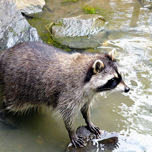 Waschbär neu