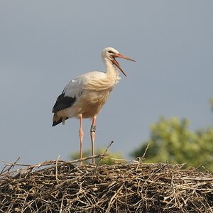aacomp DSC 2616