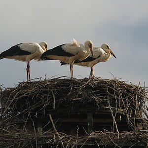 aacomp DSC 2636