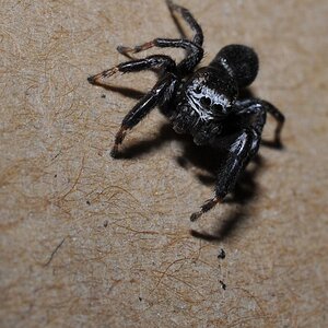 DSC 5522 mic40 k

Kamera-Modell: NIKON D90
Brennweite: 40.0mm (KB-Format entsprechend: 60mm)
Blende: f/16.0
Belichtungszeit: 0.017s (1/60)
ISO: 200