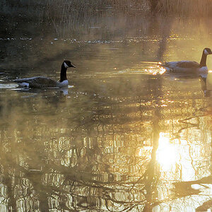 Morgenstimmung 4