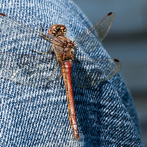 Libelle mit Jeans